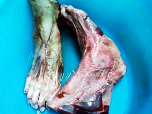 بدوره قدم زبون إيطالي بلاغا للشرطة