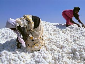 وزير سوداني: تركيا وافقت على شراء كامل محصولنا من القطن العام الماضي
