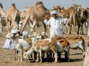 سودانيون في سوق للماشية في شرق البلاد