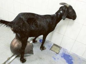 Goat with 15kg tumor (Photo Gulf News/Dubai Municipality)