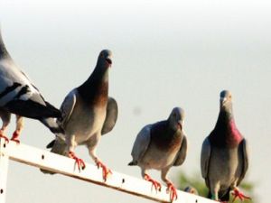 الفصائل السورية تبتعد 7 كيلو متر عن الحدود