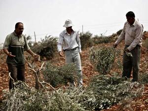 الاشجار مثمرة ومزروعة منذ نحو 40 عاما 