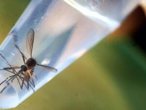 Along with dengue, Rift Valley fever, and the West Nile vrus, these pesky little creatures could also bring the Zika virus to the MENA region. (AFP/File)