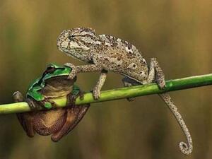 حرباء وضفدع