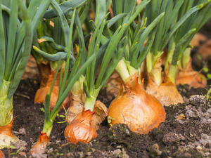 Canadian farmers do have some advantages over American growers, industry experts say. They pay a little less for migrant labor than American farmers do. (Shutterstock) US vs Canada: Who Can Create More Tears?