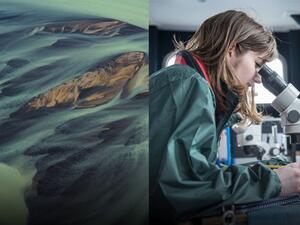 Ericsson Innovation Awards 2020: taking on climate change