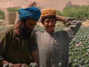 ازدهار زراعة الأفيون في أفغانستان تحت حكم طالبان