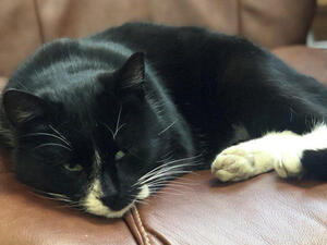 تعيين قط روسي في منصب "نائب وزير"!