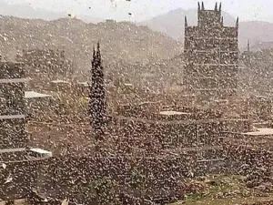 أسراب كثيفة من الجراد تغطي سماء العاصمة اليمنية
