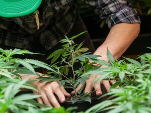 وجبات متبلة بالماريجوانا في ‎مطعم تايلاندي 