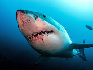 قرش الغردقة القاتل.. روسيا تحذر رعاياها ومصر تُطمئن السياح