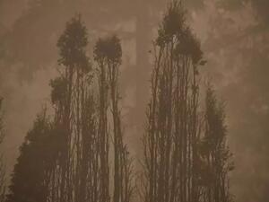 الحرائق تواصل التهام الساحل الغربي الأميركي