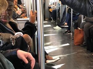 Passengers banded together to try and help a baby squirrel who got on the train (Twitter)