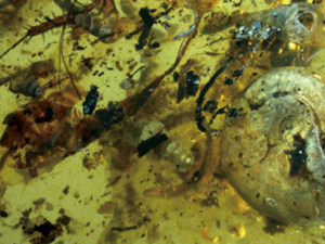 Famous extinct sea creature somehow wound up in 99-million-year-old amber (Twitter)