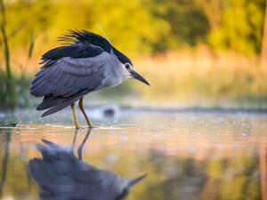 Black-crowned night heron (Shutterstock)	