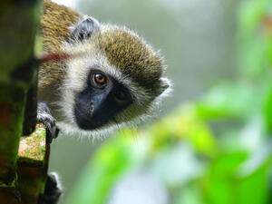 Vervet monkeys (Shutterstock)	