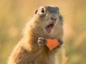 Small and lovely ground squirrel  (Shutterstock)	