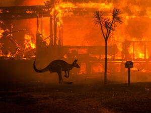 قتل 18 شخصاً على الأقل منذ بدء موسم الحرائق في سبتمبر.