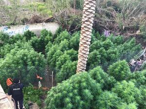 الاردن: ضبط طن من الماريجوانا