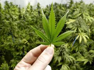 الماريجوانا