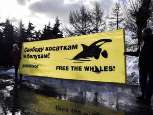 كل الحيتان المتبقية أطلق سراحها في خليج أسامشن