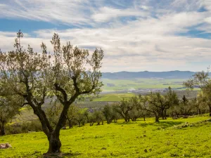 يخشى مزارعو الحبوب هذا العام من زيادات كبيرة في أسعار أسمدة "دي أي بي" الأساسية للزراعات الكبرى، نتيجة سيطرة المضاربين على النشاط واحتكاره