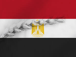 مصر تعتزم توريد 3.6 ملايين طن قمح ‏من المزارعين