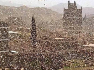 Locusts in Abyan, Yemen 2019 