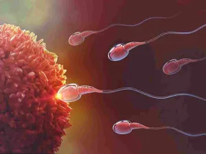 جين XRCC1 الذي يحدد جودة الحيوانات المنوية في ذكور الفئران