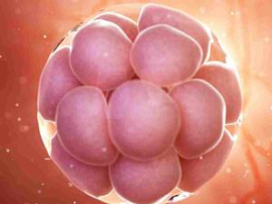 دون حيوانات منوية أو بويضات .. "الجنين الصناعي" أمل جديد لعلاج العقم‬