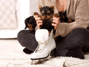Ice Skating Dog Shows off Skills for Charity