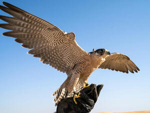 Falcon Trainer in Ethiopian City Takes Show to Another Level