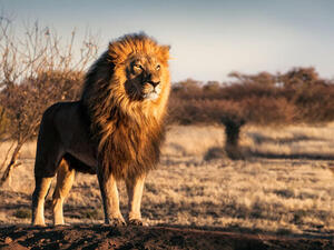 Killing of Lions in Uganda’s Reserves Raises Concern