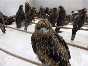 Amid Heatwave 'Exhausted' Birds Falling From Sky in India