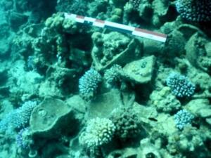 Saudi Heritage Commission Discovers Treasures in North Red Sea