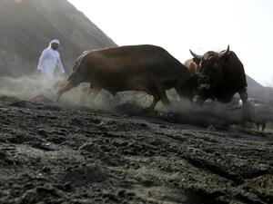 In Pictures: Cultural but Controversial UAE Bullfighting