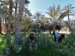 Tunisian Eco-Pioneers Battle to Save Sahara Oasis (AFP)
