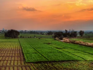 Egypt: Agricultural Exports Exceed 5 Million Tons in 2020 Despite Virus Outbreak