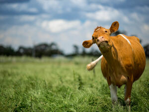 (Shutterstock/ File Photo)