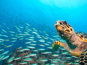 (Shutterstock/ File Photo)