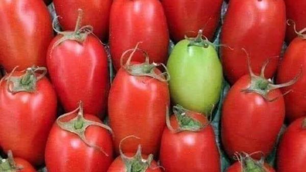 بندورة..
