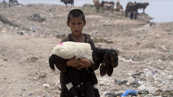An Afghan refugee boy carries a sheep near his makeshift house in Lahore on June 19, 2019, ahead of World Refugees Day. (AFP/ File Photo)
