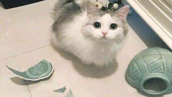 براءة قطة