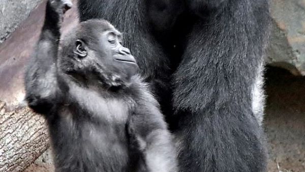 Wela, two, and father Viata at Frankfurt Zoo. Wela points her finger to the sky and taps her foot. (Daily Mail)