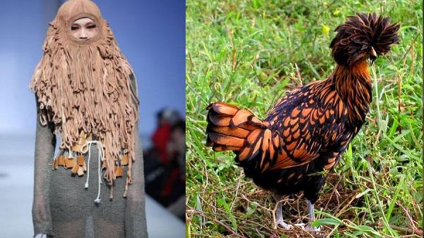 عارضة ودجاجة