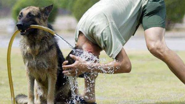 الكلب صديق حتى في الحمام