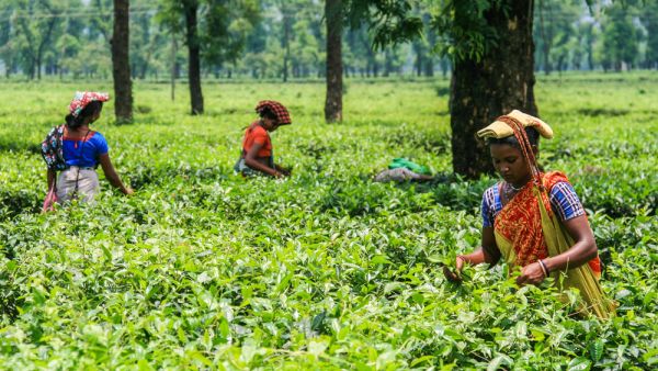 Tea pickers harvesting tea leaves in a tea plantation in Jaflong. (Shutterstock/ File Photo)