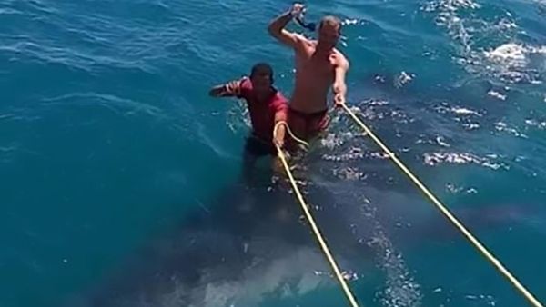 Men  are stood upright on the shark's mighty back, holding on to ropes attached to a boat. (Daily Mail)