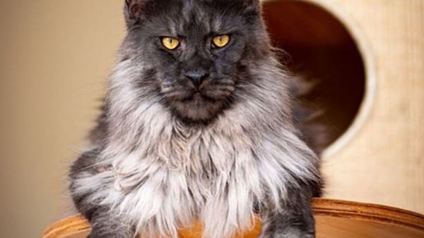 The colors of his fur, which include black, grey and white, have left social media users smitten online. (Instagram)
