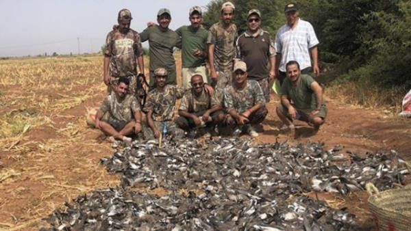 Saudi hunters' bird massacre sparks outrage in Morocco (Twitter)